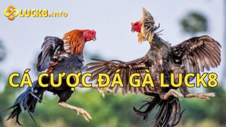 Cá cược đá gà Luck8 - Trải nghiệm giải trí độc đáo và hấp dẫn