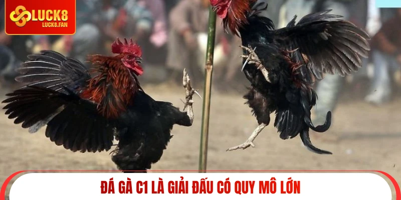Đá gà C1 là giải đấu có quy mô lớn