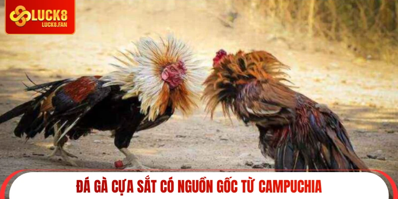 Đá gà cựa sắt có nguồn gốc từ Campuchia