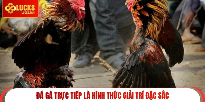 Đá gà trực tiếp là hình thức giải trí đặc sắc