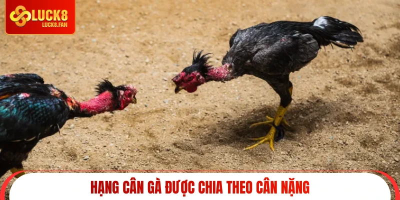 Hạng cân gà được chia theo cân nặng