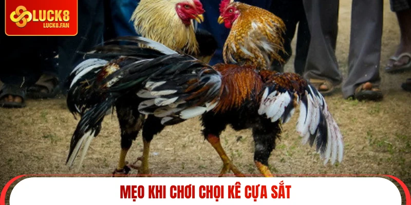 Mẹo khi chơi chọi kê cựa sắt