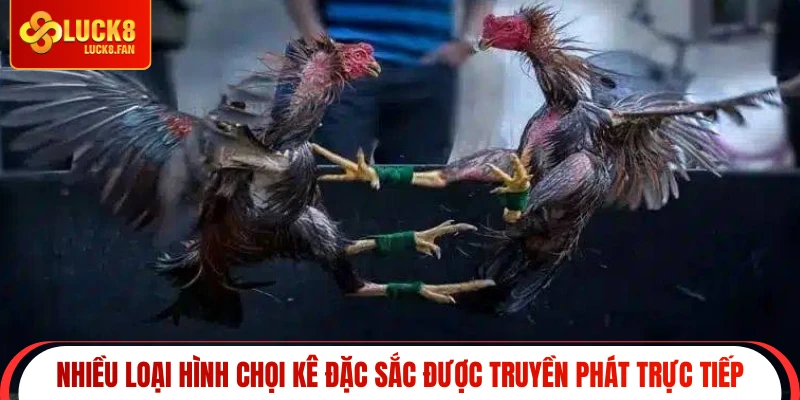 Nhiều loại hình chọi kê đặc sắc được truyền phát trực tiế